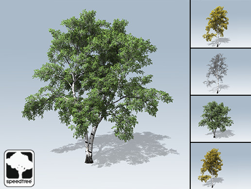 European White Birch Package