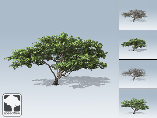 Acacia Package