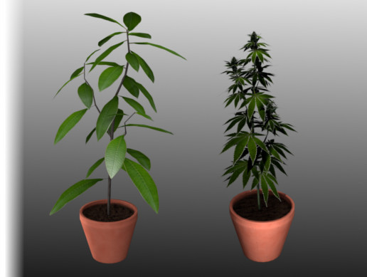 Small Plants