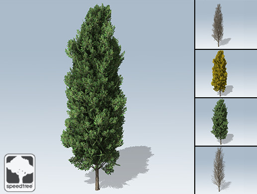 Italian Cypress Package