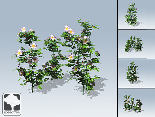 Dog Rose Package