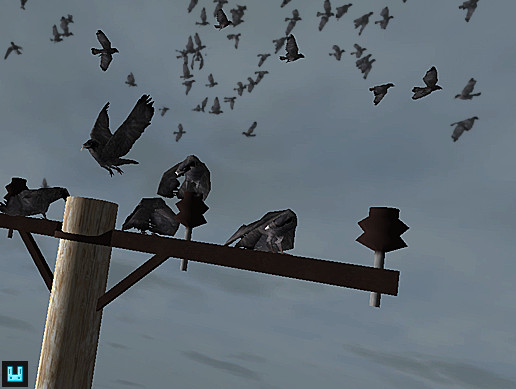 Bird Flock: Crow