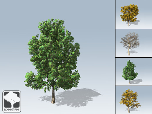 American Sycamore Package
