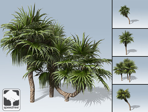 Chinese Fan Palm Package