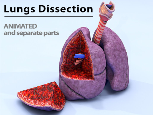 Lungs Dissection Animated Parts