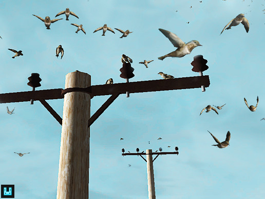 Bird Flock
