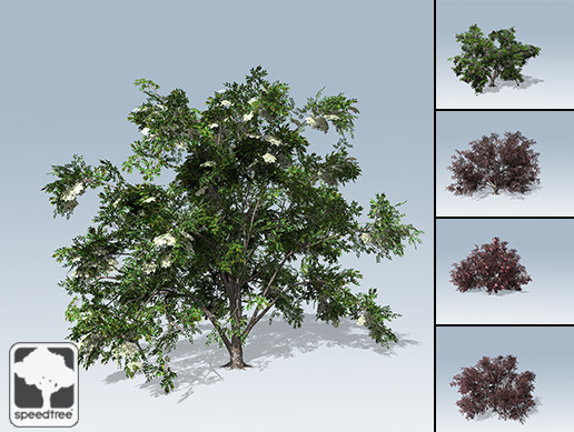 Elderberry Package