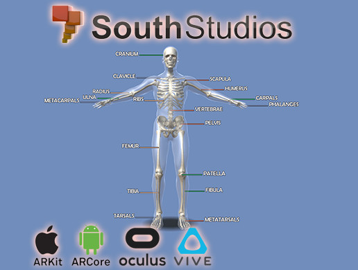 Animated Skeletal System RIG AR VR