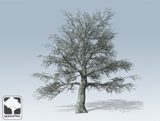 White Oak Desktop Winter