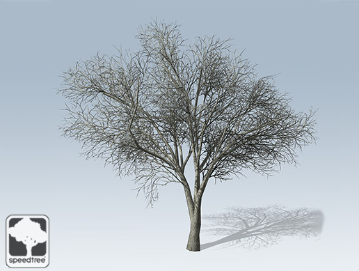 American Elm Mobile Bare