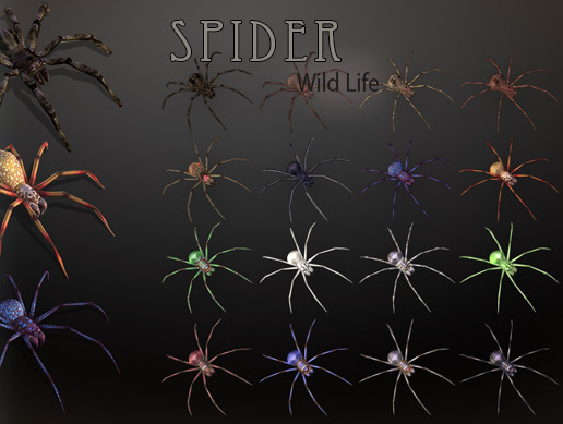 Wild Life - Spider