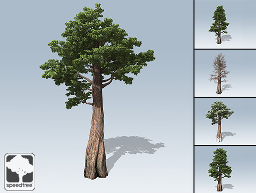 Giant Redwood Package