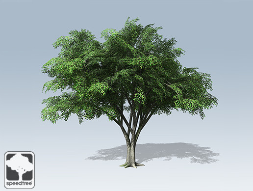 American Elm Desktop