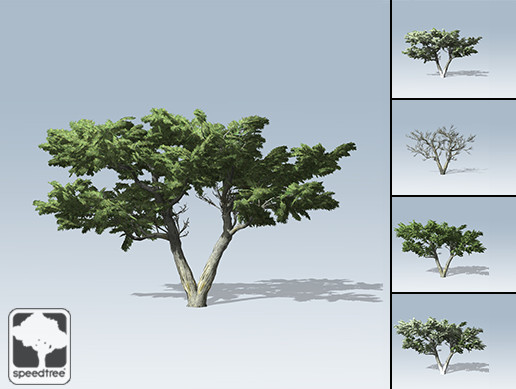 Monterey Cypress Package