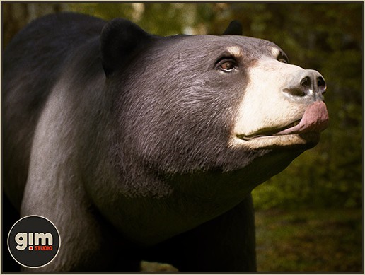 Animalia - Black Bear F