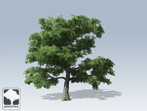 White Oak Desktop