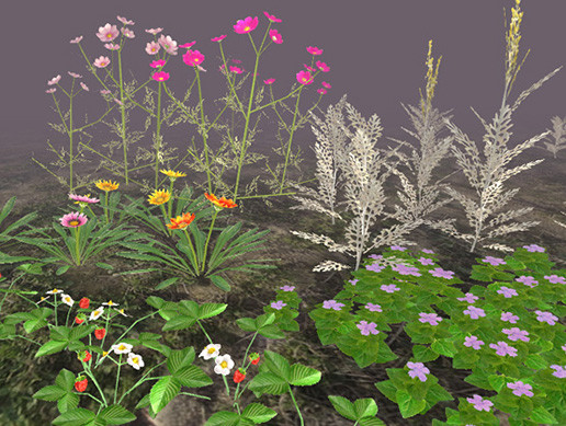 Garden Flowers and Herbs 1