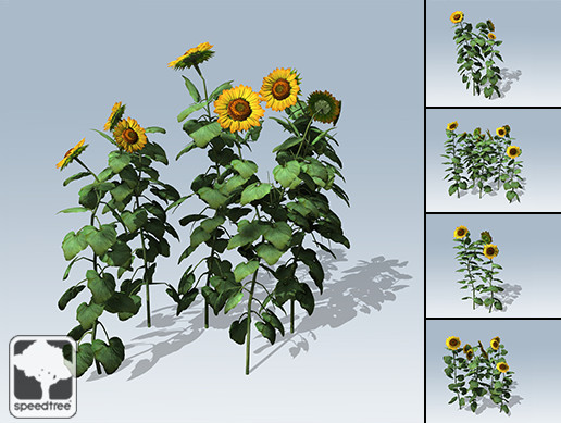 Sunflower Package