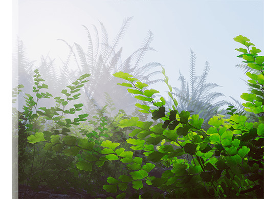 FERNS World