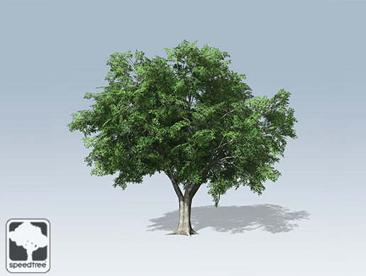 American Elm Hero