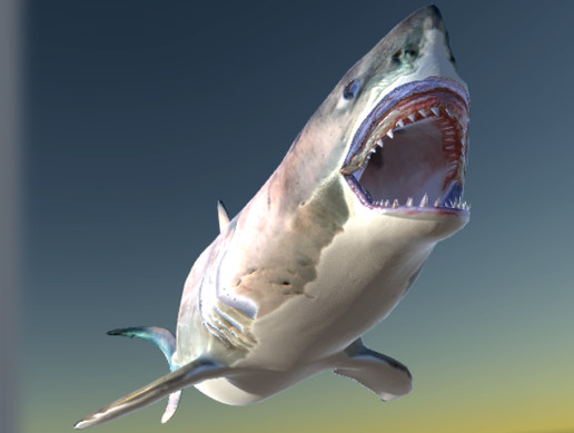 Shark(Carcharodon carcharias)