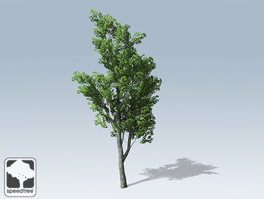White Oak Desktop Young