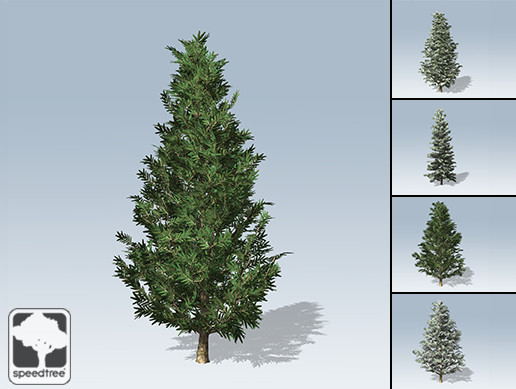 Fraser Fir