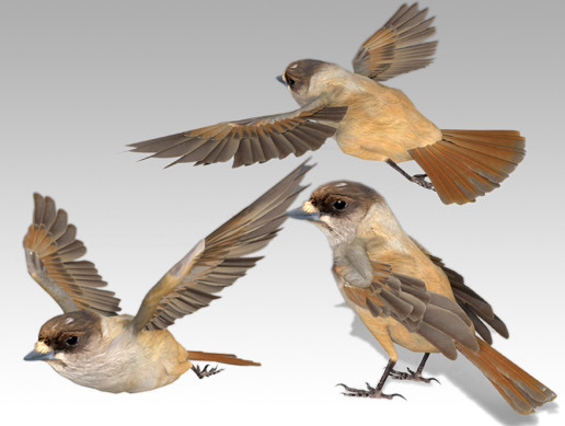 Siberian Jay