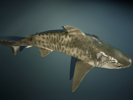 Tiger Shark Animated