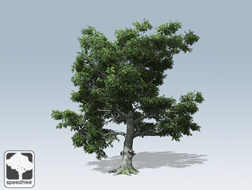 White Oak Hero