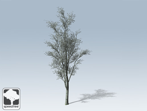 White Oak Desktop Young Winter