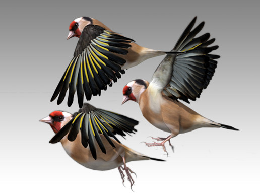 Goldfinch