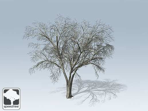 American Elm Desktop Bare