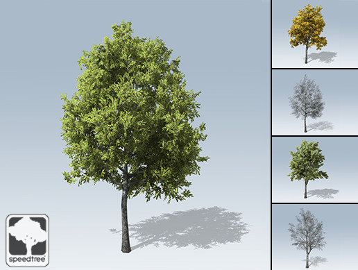 European Linden Package