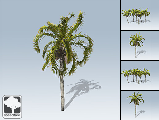 Queen Palm Package
