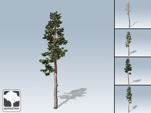Scots Pine Package