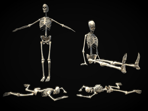 PBR Rigged Skeleton