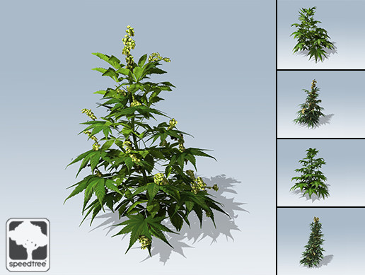 SpeedWeed® Package