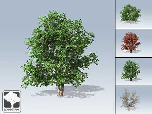 Korean Stewartia Package