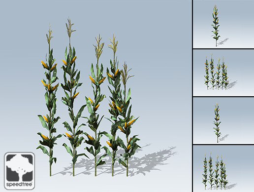 Corn Stalk Package