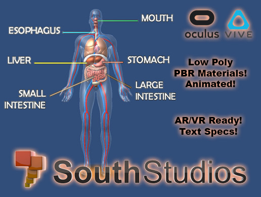 Animated Human Digestive System AR VR