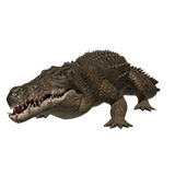 Saltwater Crocodile (animated)
