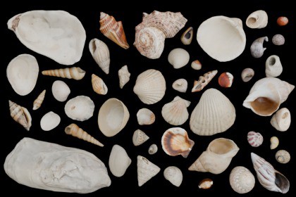48 SeaShells Bundle