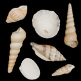 SeaShells Pack Vol 2