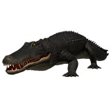 Black Alligator