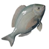Animated Fish (Black Seabream)