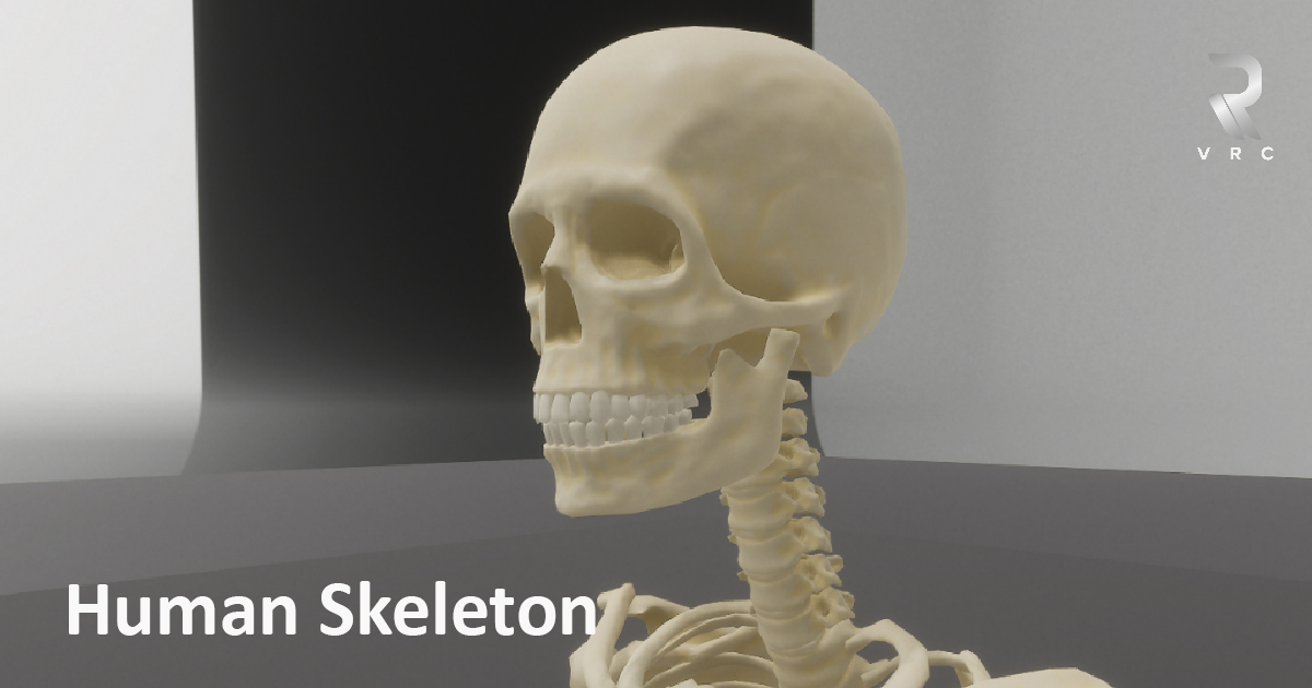 Human_Skeleton | 3D Characters | Unity Asset Store