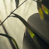 Jungle Adventure Music Pack Vol3
