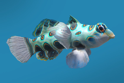Spotted Mandarin fish