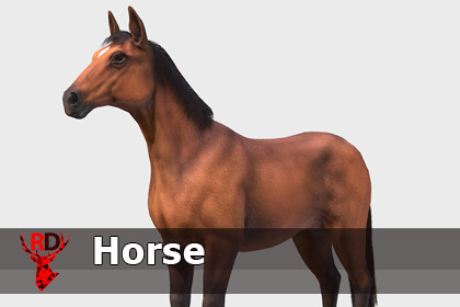 Horse realistic